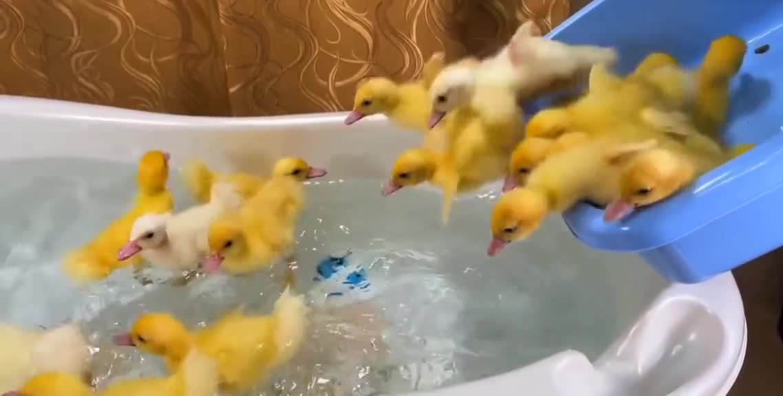 cute baby ducks jump into the bathtub funny animal videos.