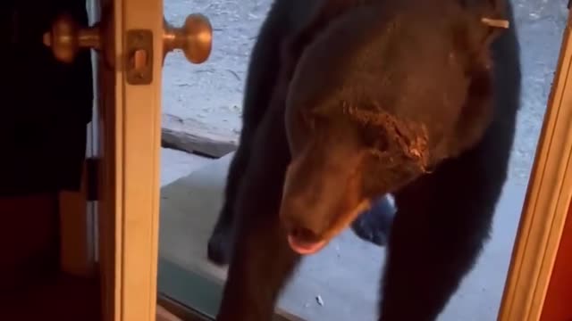 Bear enters the house and closes the door