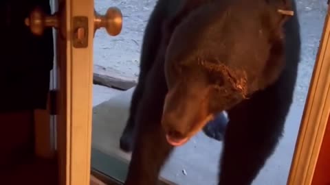 Bear enters the house and closes the door