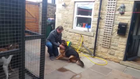 German Shepherd Cries Out In Happiness After Months Apart From Owner