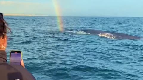 Blue Whale at the end of the rainbow!