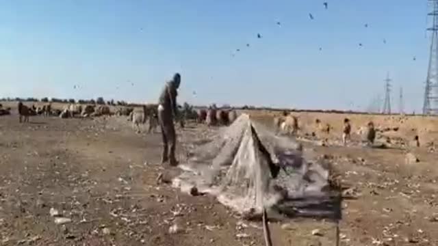 Big Trap video