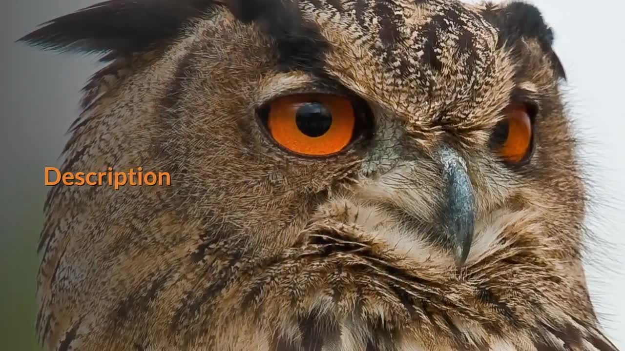 Get To Know The Great Eurasian Eagle-Owl