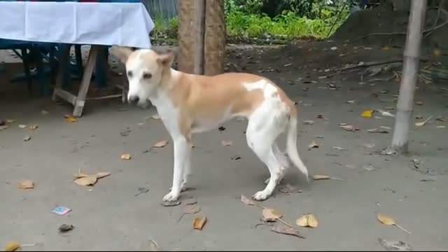 Puspa Teri nazar dog funny dance