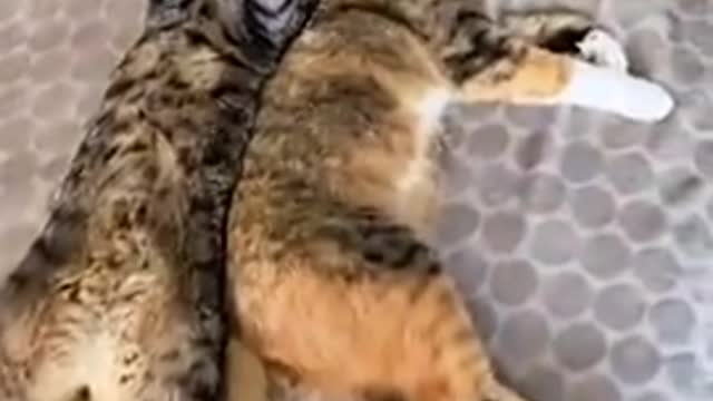 Funny animalš³