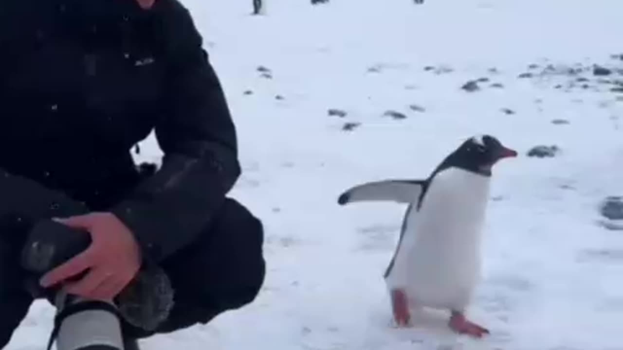 Pole and penguin