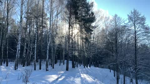 Russian winter. Winter forest