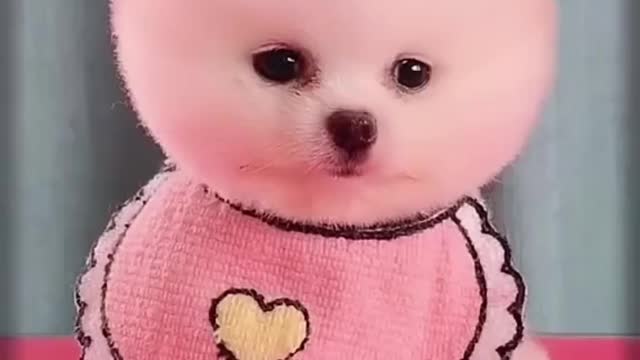 😍 Funny and Cute Pomeranian #cute #puppy #chóphốcsóc #funny #luludapomerania #pets