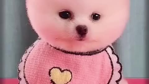 😍 Funny and Cute Pomeranian #cute #puppy #chóphốcsóc #funny #luludapomerania #pets