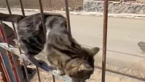 Adorable Feline Frenzy