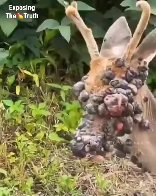 🦌 In the USA, cases of deer that became "zombies" have been documented.