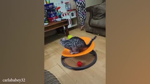 funny cat videos memes