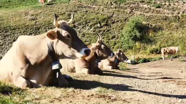 Cow 🐄 video | Cartoon animals 😇 | #animals | #shorts