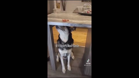 Owner pulls off hilarious bacon prank on his husky