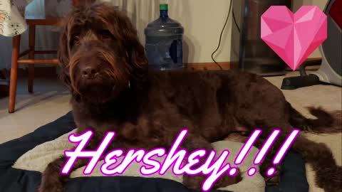 Hershey Play's Tug of War!