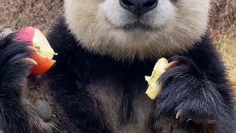 The giant panda
