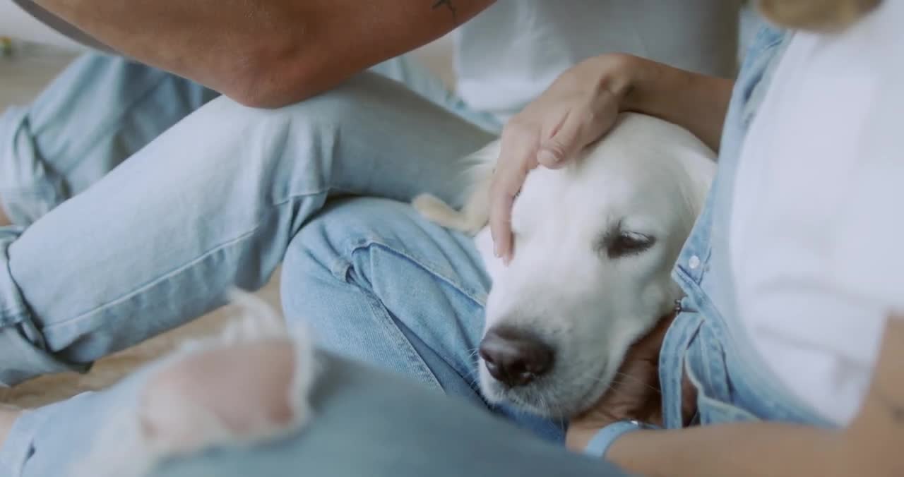 Person Caressing her Dog - Copyright Free Reusable Stock Video HD