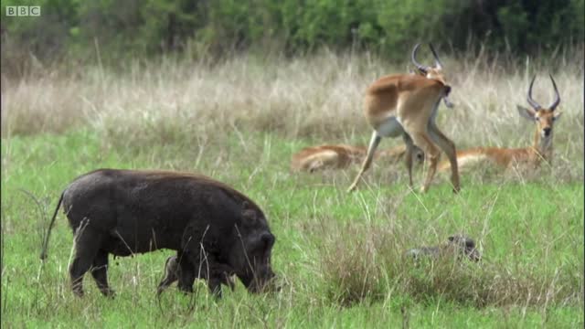 Kob Mating Ritual | The Great Rift: Africa's Wild Heart | BBC Earth