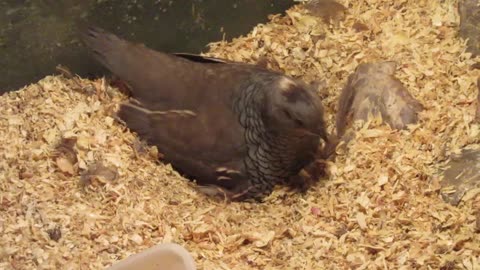 Red Silkie chickens (2)