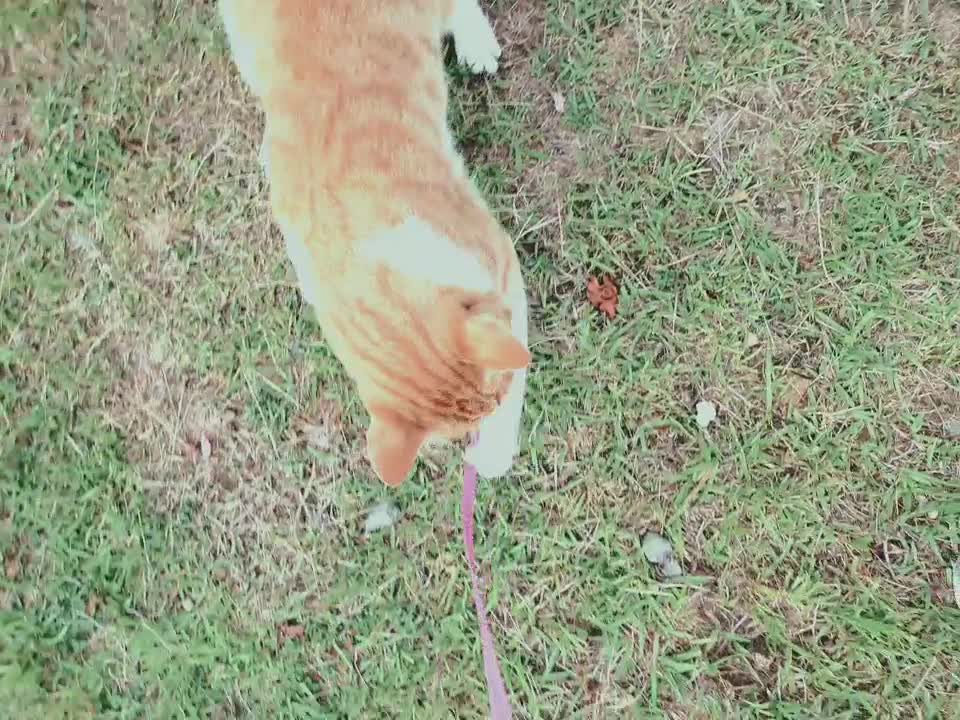 While walking down the street, I played with the cat I encountered