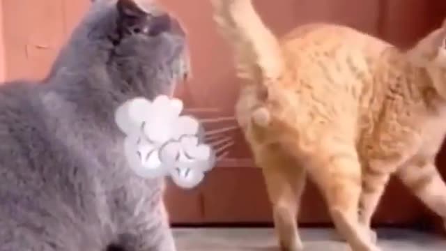 Cat Fight Each other #funny_video #fight #mostwatch #love #cat