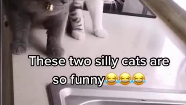These Pets is So Cute