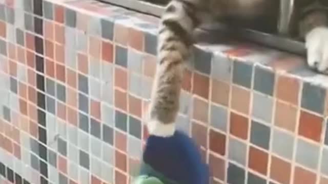 FUNNY CATS AND DOGS PART 3