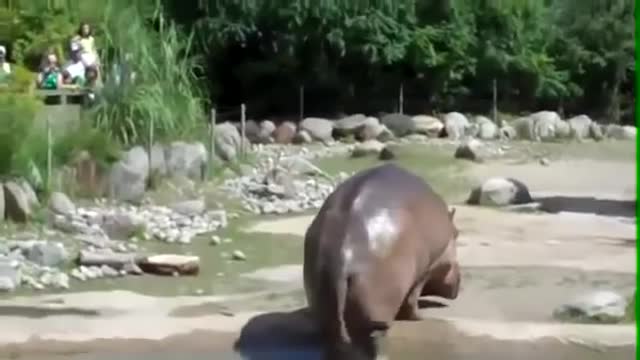 fart hippopotamus