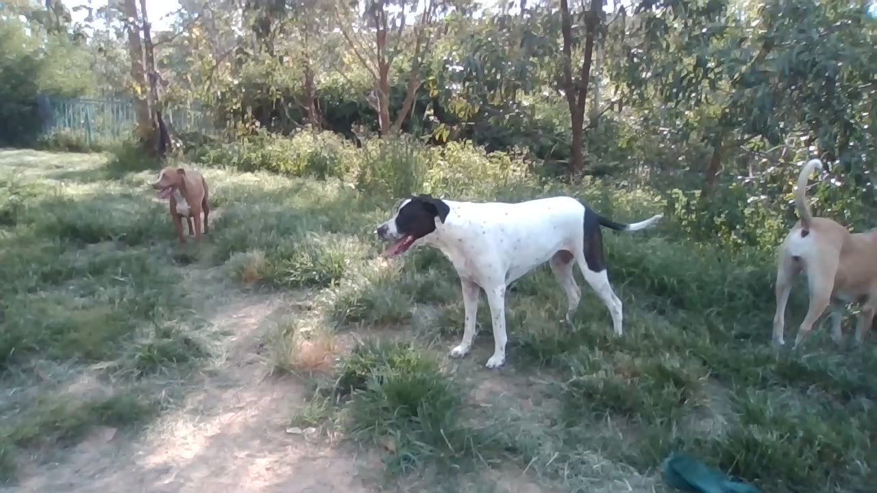 puppies playing and then video they stop.. Update rehab dog.