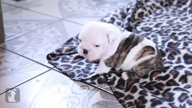 Wrinkly Bulldog Puppy Howls! SO DARN CUTE! - Puppy Love