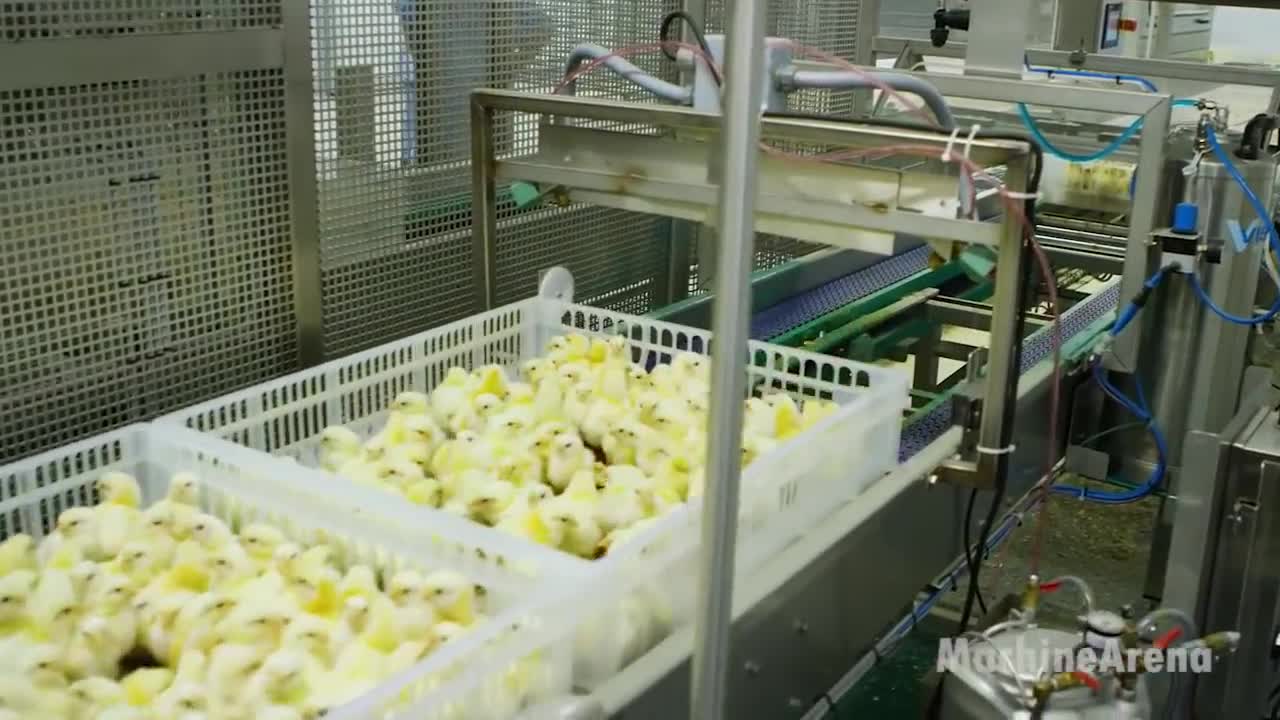 Chicken Hatchery Technology - Raising Broiler Farm - Modern Poultry Slaughter & Processing Plant