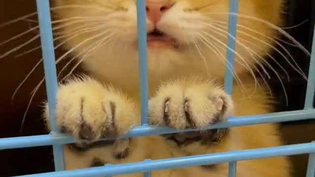 sweet cat