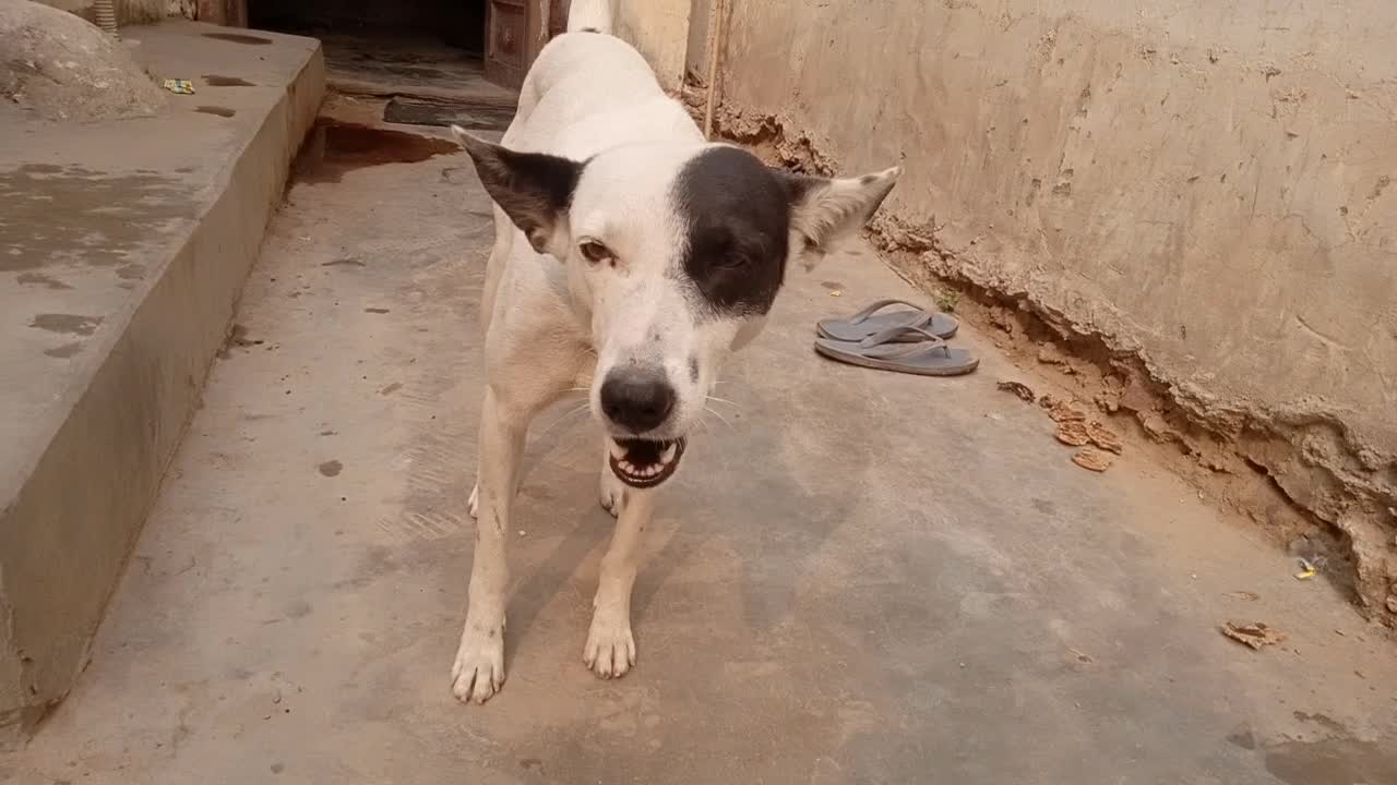 Bhori Dog Sock Eating cookies. Reply Amazing Sound Unhhh