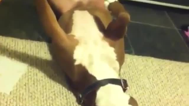 pitbull pretending to faint while cutting nails