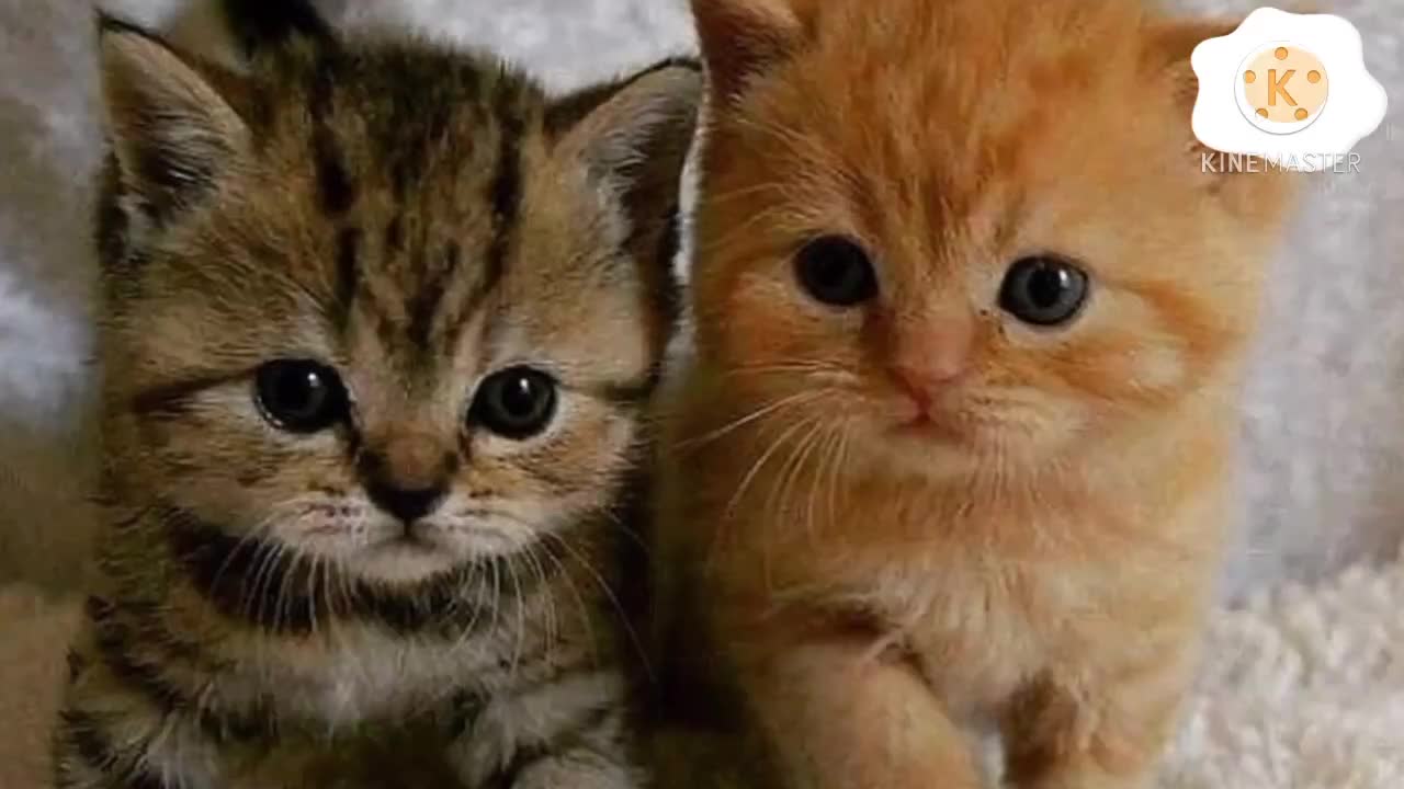 Cute cat's baby's pictures ever