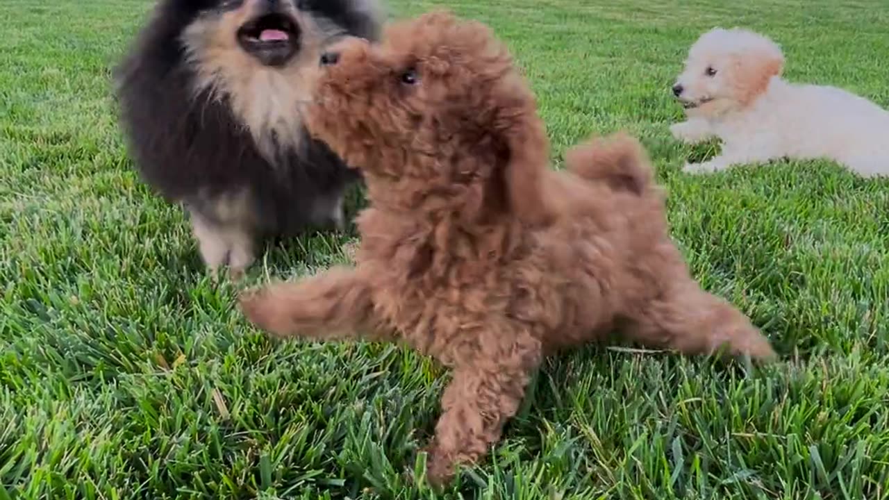 Dogs playing in the field