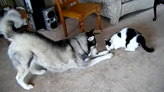 Cat beats up husky