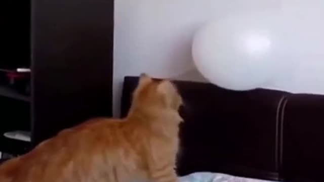 Cat and ball))