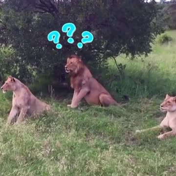 Lions funny reaction to looking pog🤣🤣