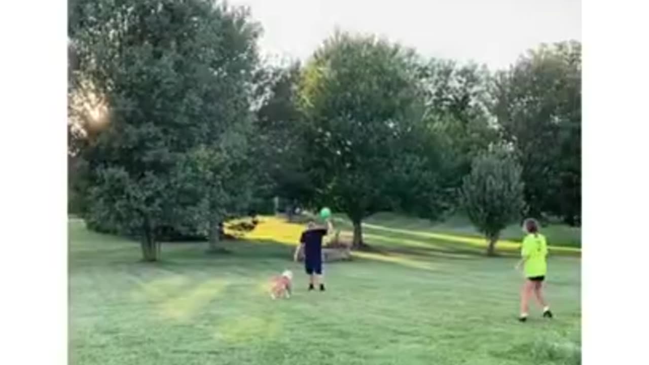 Funny And Cute Animals Short #109