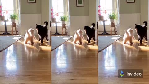 Funny Cats 😹 - Try To Stop Laughing If Possible 🤣 - Funniest Cats Ever