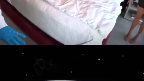 Ponik prank troll