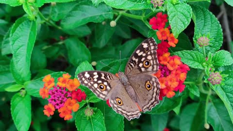 Beautiful butterfly and flowers