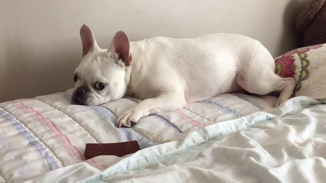 French Bulldog unsure what to do with large-sized treat