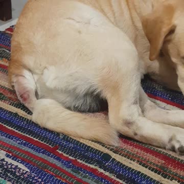 This got his trail hair trimmed