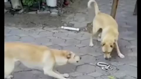 Funny videos part 2 dog