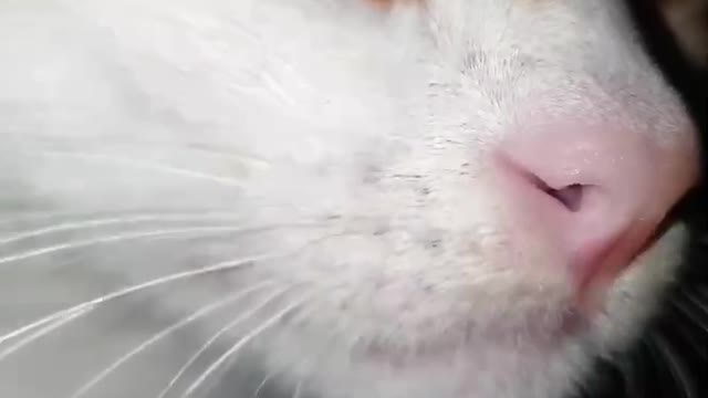 القط 🥰 سعيد