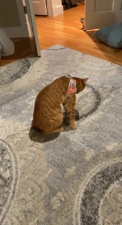 Cats Are So Dramatic About Wearing Anything 👄 😂