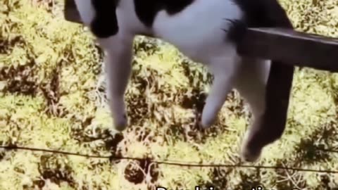 Funniest cat in the world😺 funny and fails pets video #short