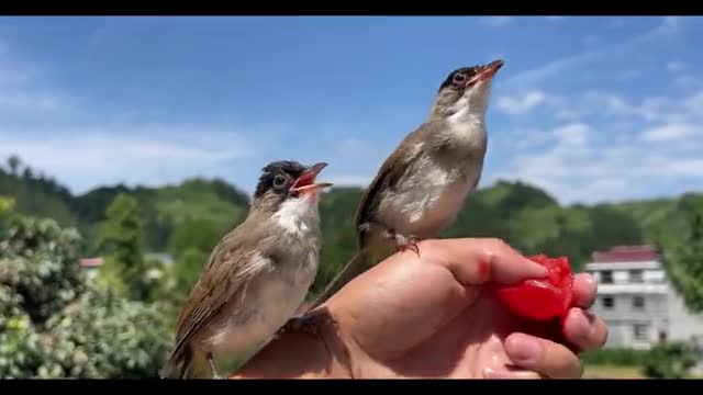 Thrush